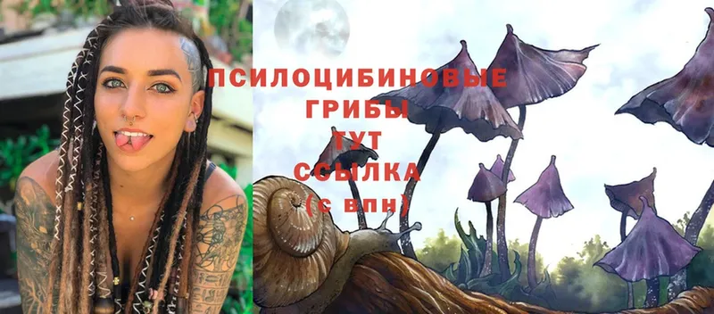 где продают наркотики  Гуково  Псилоцибиновые грибы Psilocybe 